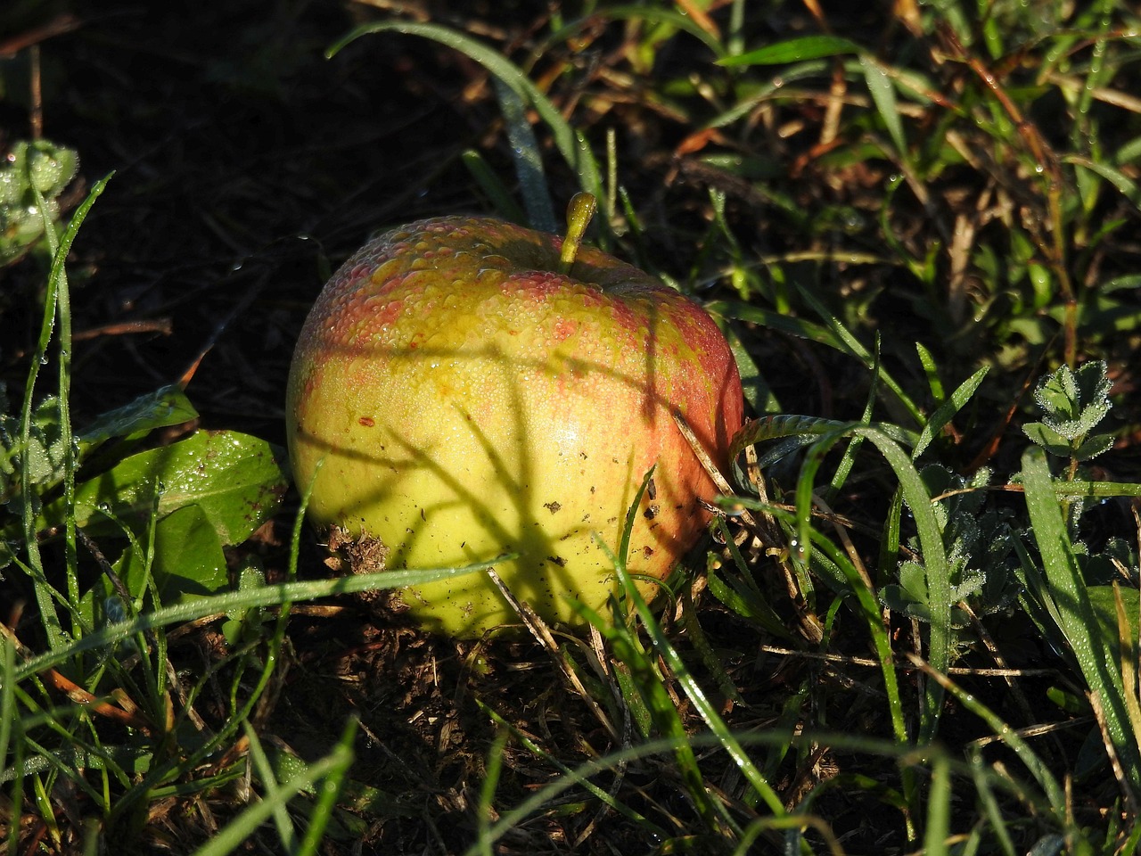 A fallen apple resting in dewy grass, in black and white, a classic symbol of learning and literacy.