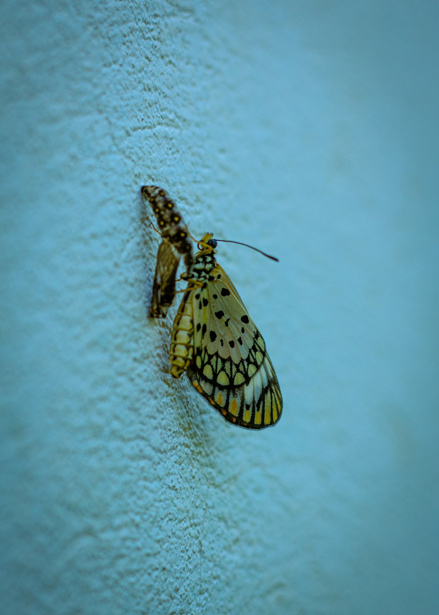 A butterfly emerging from its chrysalis.