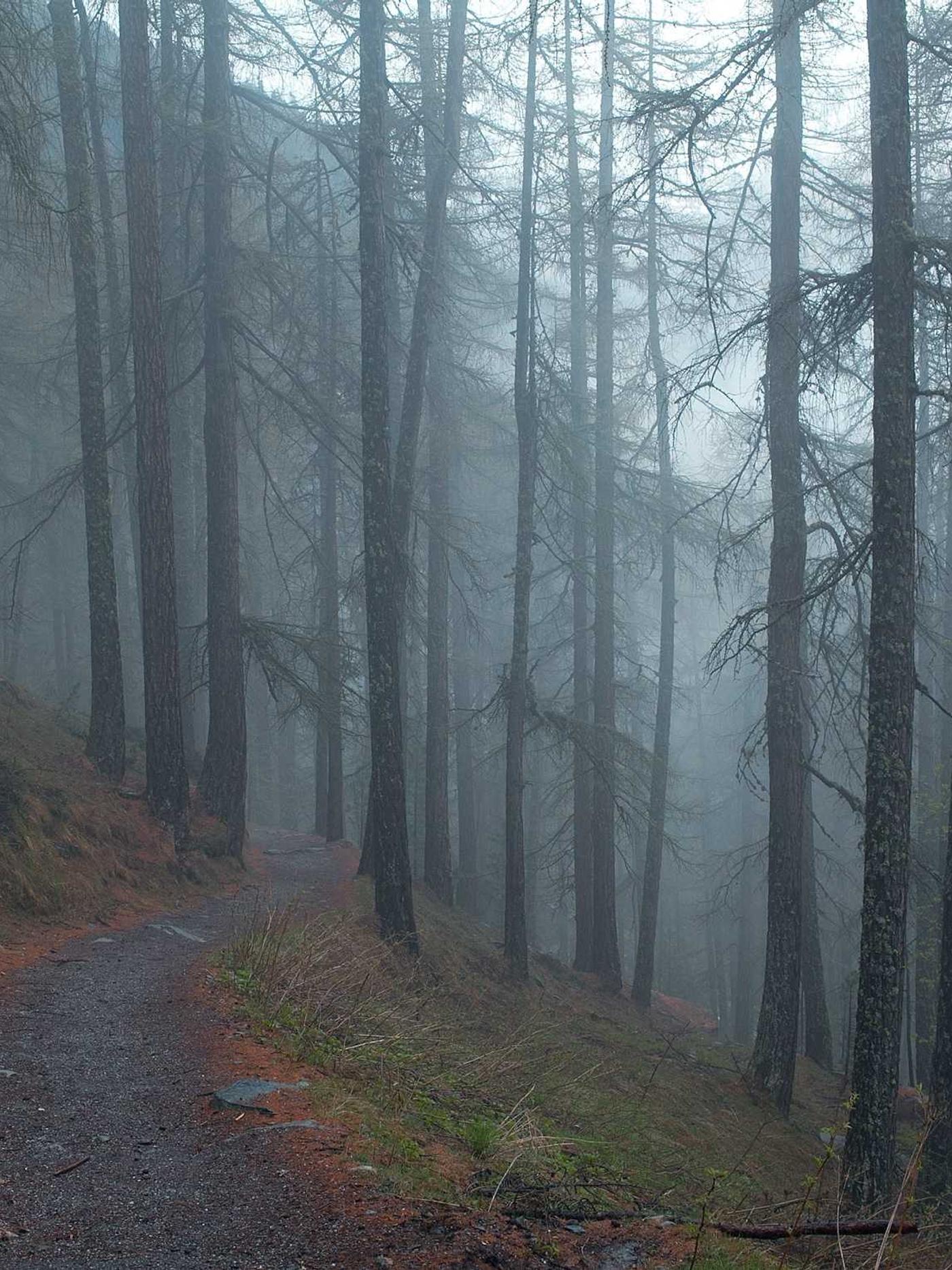 A misty forest trail winding into the distance.