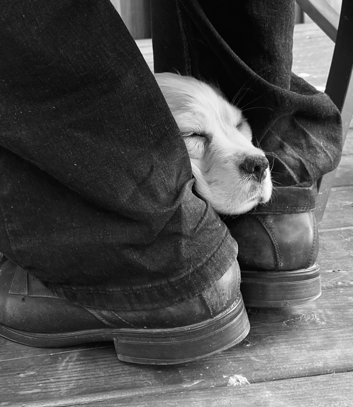 A sleeping puppy resting between two different pairs of work boots.