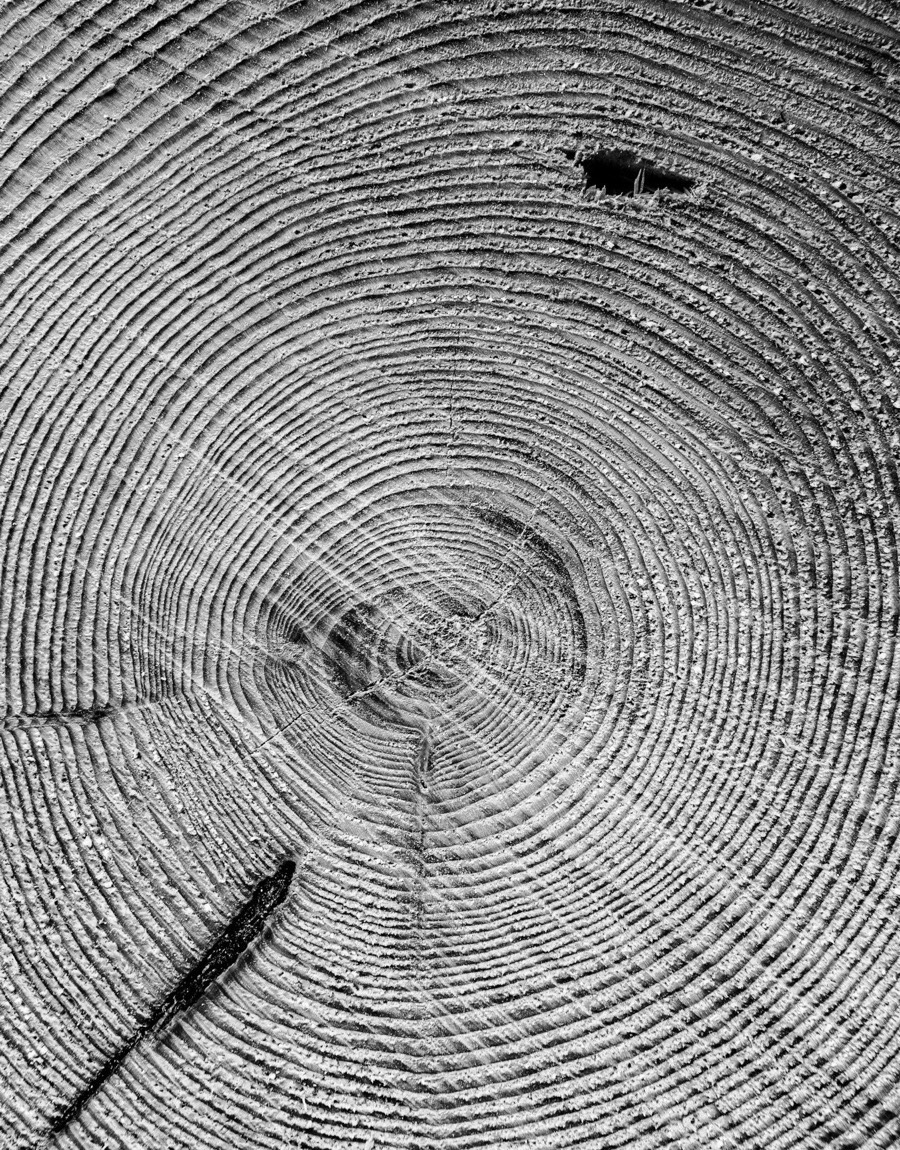 Cross-section of tree rings, reflecting measurement over time.